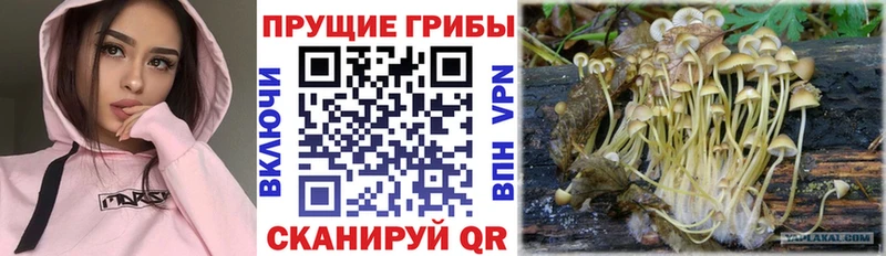 Галлюциногенные грибы ЛСД  Новоалександровск 